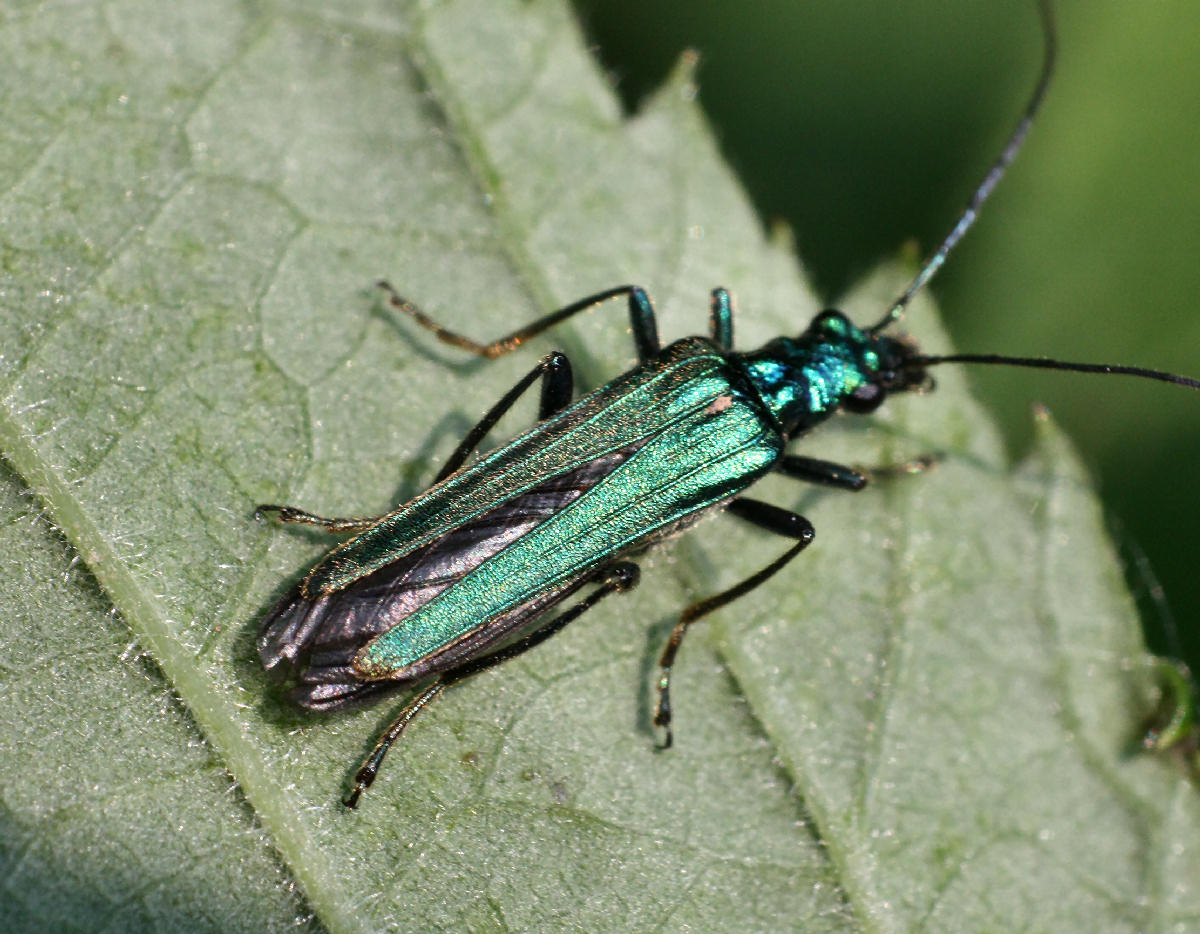 Agapanthia? - No. Oedemera nobilis - (Oedemeridae)